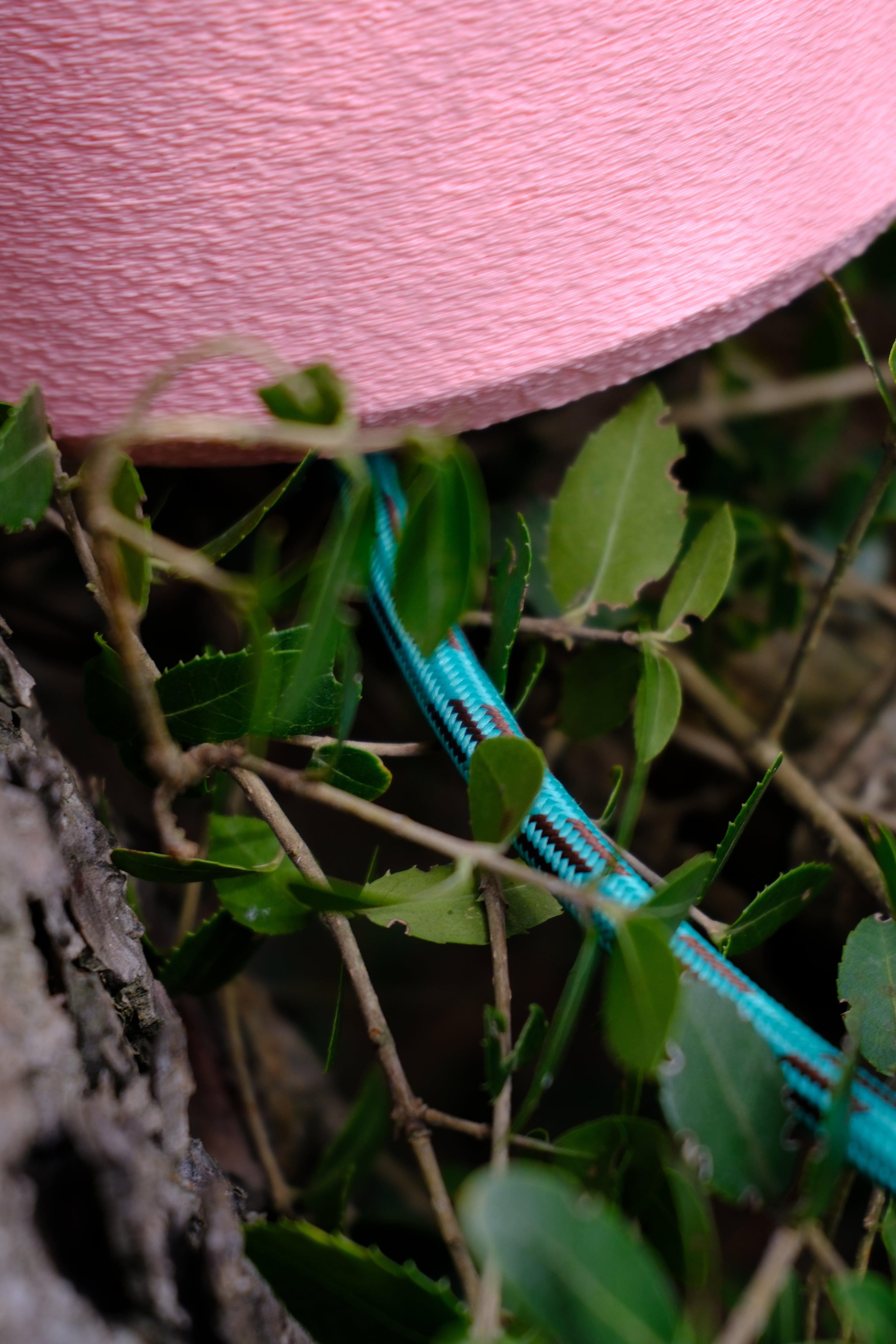 FLUID / CLEAR–ROSE